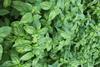 Israeli basil is in short supply