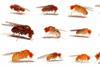 Example-images-of-20-different-fruit-fly-species.-Credit-Prof-Darren-Obbard-x