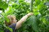 The EAMU is good news for cucumber growers