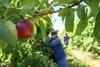 South Africa plum on tree harvesting