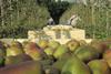 Pear picking UK Sweet Sensation AG Thames East Malling