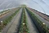 Erdbeerproduktion unter Tunnel in Substrat 2009