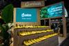 Uniban Logistik - kolumbianische Bananen noch schneller nach Europa
