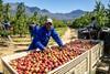 South Africa stonefruit harvesting Hortgro