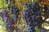 San Joaquin valley grapes
