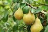 British pear crop this year could be among the sweetest on record, according to growers