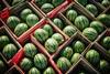 Watermelons with wooden crates