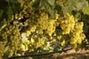 Cotton Candy table grapes from Bloom Fresh