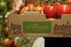 Village Farms tomatoes