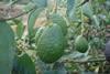 Avocados