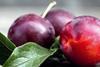 Pflaumen-hortgro-roos agentur
