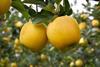 Yello orchard
