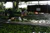 The banana market structure has been questioned in a new study