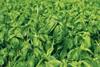 herb basil