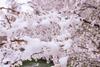 Frost in Turkey