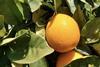 Algarve citrus