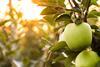 Golden Delicious apples Adobe Stock