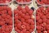 Raspberries 'can reduce existing cancers'