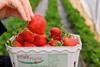 Pfalzmarkt: Erdbeer-Erzeuger profitieren vom warmen April-Wetter