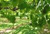 Shine Muscat Grape in Nagano Japan