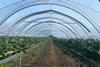 The thin solar panels are fixed to the top of the polytunnel at regular intervals