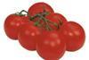 Dutch tomatoes