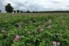 Seed potatoes in flower