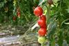 Tomato specialist gains new shareholder