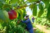 Hortgro has forecast a 13% increase in nectarine exports