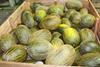 Melonen Castilla La Mancha