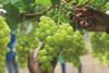 RSA grapes