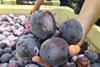 Oppy Black Pearl plums South Africa
