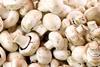 GEN mushrooms AdobeStock_277864256