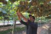 Chile kiwifruit picker