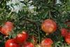 Wonderful pomegranates