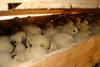 Cornish Seed potatoes1