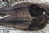 52m year old fossilised plant