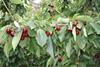 Au Australia Tasmania cherries on branch