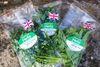 Lidl moves into fresh-cut herbs