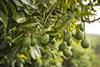 pic1 ZA CREDIT Westfalia TAGS Avocado on trees South Africa
