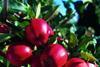 EU top-fruit production falls