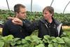 PÃ¥l Westby (right) with 25-year-old Cumbrian vegetable grower Robert Innes, who farms way north of the Arctic Circle and is now trialling his first-ever strawberry crop
