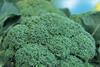 New health claims for broccoli