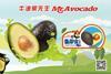 Mr Avocado Aldi China avocado launch