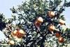Israeli citrus surge