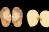 The PiperPlus variety can resist late blight, Potato Virus Y (PVY) and Potato Leafroll Virus (PLRV)