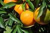 Valencia: AVA-ASAJA mahnt Erzeuger zu Ruhe beim Verkauf von Citrus und Kaki