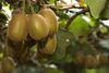 Greek kiwi season promising