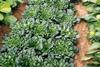 New award for world produce