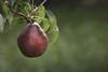 NW pear